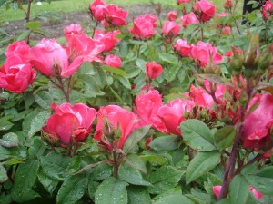 portland roses