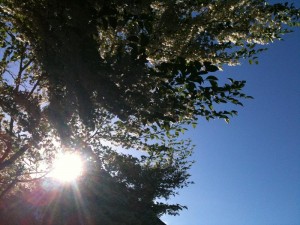 flowering tree