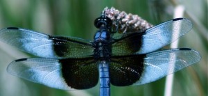 rsz_blue_dragonfly